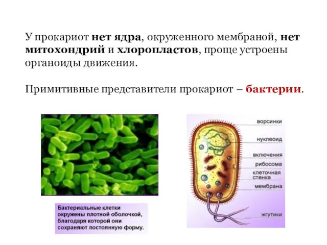 У прокариот нет ядра, окруженного мембраной, нет митохондрий и хлоропластов, проще