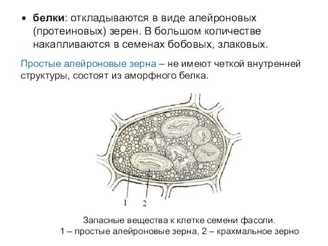 Простые алейроновые зерна – не имеют четкой внутренней структуры, состоят из