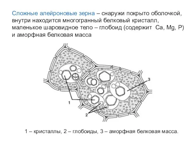 Сложные алейроновые зерна – снаружи покрыто оболочкой, внутри находится многогранный белковый