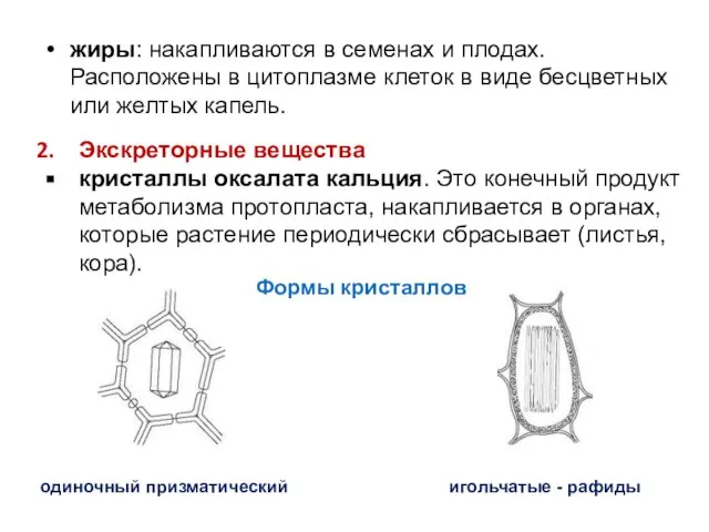 жиры: накапливаются в семенах и плодах. Расположены в цитоплазме клеток в