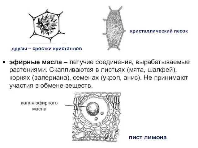 друзы – сростки кристаллов кристаллический песок эфирные масла – летучие соединения,