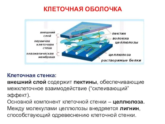 КЛЕТОЧНАЯ ОБОЛОЧКА Клеточная стенка: внешний слой содержит пектины, обеспечивающие межклеточное взаимодействие