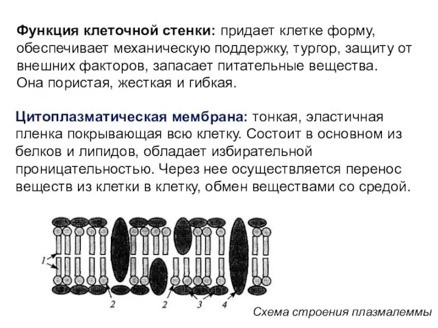 Функция клеточной стенки: придает клетке форму, обеспечивает механическую поддержку, тургор, защиту