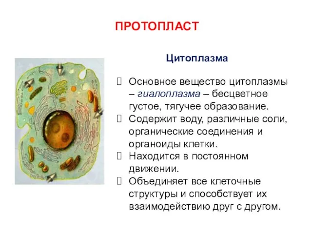 ПРОТОПЛАСТ Цитоплазма Основное вещество цитоплазмы – гиалоплазма – бесцветное густое, тягучее