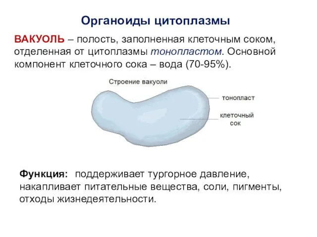 Органоиды цитоплазмы ВАКУОЛЬ – полость, заполненная клеточным соком, отделенная от цитоплазмы