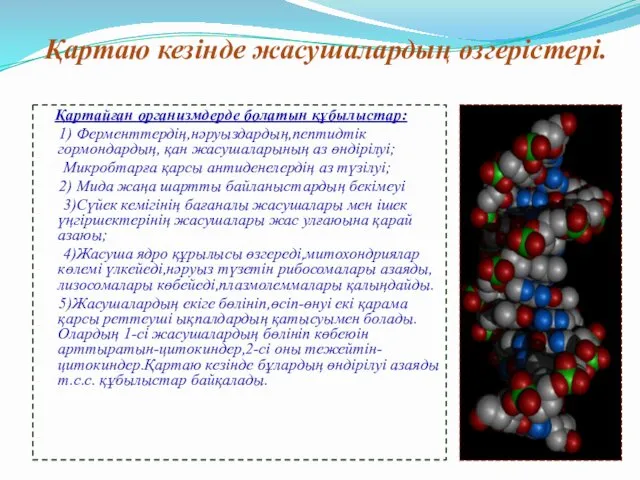 Қартаю кезінде жасушалардың өзгерістері. Қартайған организмдерде болатын құбылыстар: 1) Ферменттердің,нәруыздардың,пептидтік гормондардың,