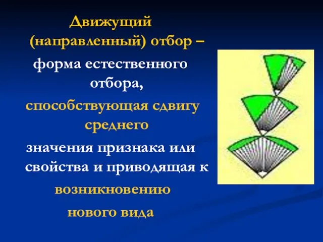 Движущий (направленный) отбор – форма естественного отбора, способствующая сдвигу среднего значения