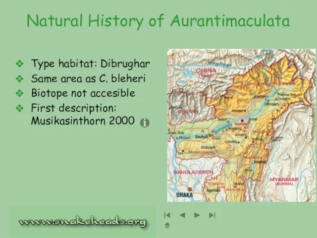 Natural History of Aurantimaculata Type habitat: Dibrughar Same area as C.