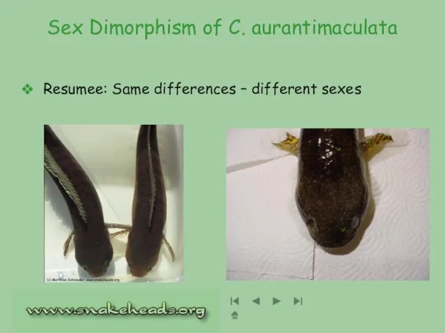 Sex Dimorphism of C. aurantimaculata Resumee: Same differences – different sexes