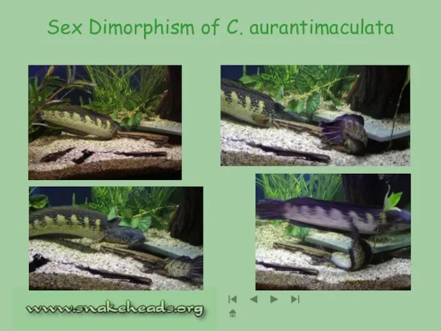 Sex Dimorphism of C. aurantimaculata