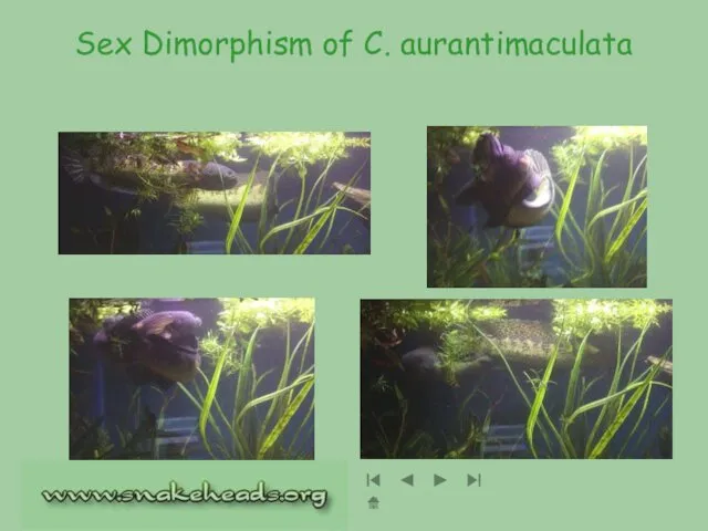 Sex Dimorphism of C. aurantimaculata