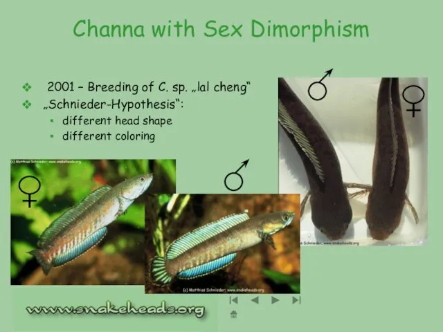 Channa with Sex Dimorphism 2001 – Breeding of C. sp. „lal