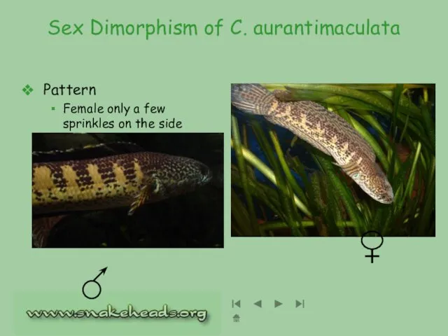 Sex Dimorphism of C. aurantimaculata Pattern Female only a few sprinkles on the side