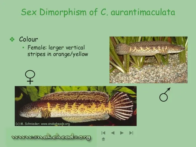 Sex Dimorphism of C. aurantimaculata Colour Female: larger vertical stripes in orange/yellow