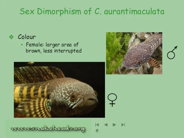 Sex Dimorphism of C. aurantimaculata Colour Female: larger area of brown, less interrupted