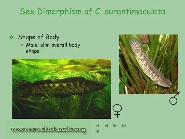 Sex Dimorphism of C. aurantimaculata Shape of Body Male: slim overall body shape