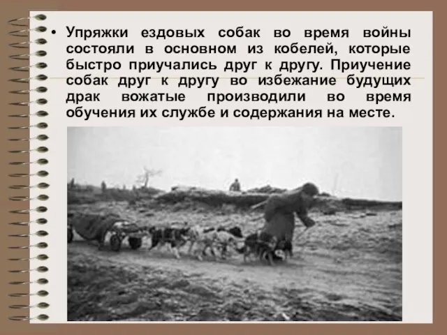 Упряжки ездовых собак во время войны состояли в основном из кобелей,