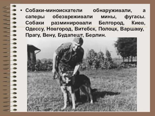 Собаки-миноискатели обнаруживали, а саперы обезвреживали мины, фугасы. Собаки разминировали Белгород, Киев,