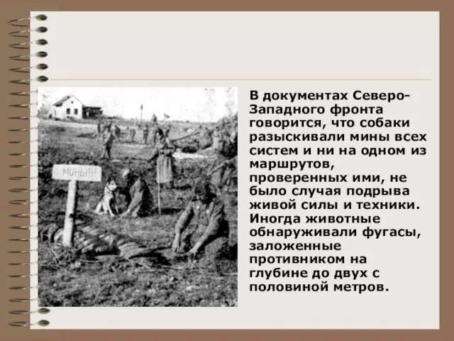 В документах Северо-Западного фронта говорится, что собаки разыскивали мины всех систем
