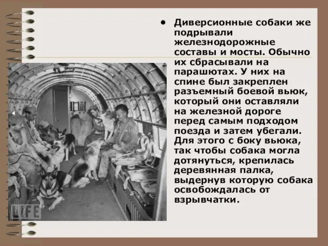 Диверсионные собаки же подрывали железнодорожные составы и мосты. Обычно их сбрасывали