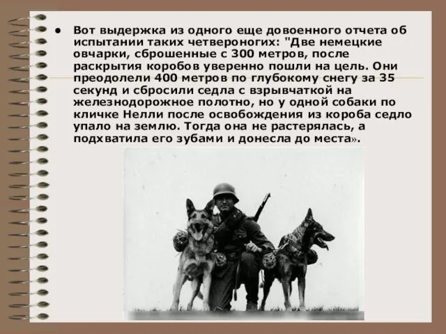 Вот выдержка из одного еще довоенного отчета об испытании таких четвероногих: