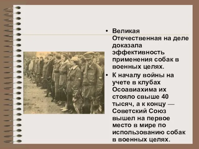 Великая Отечественная на деле доказала эффективность применения собак в военных целях.