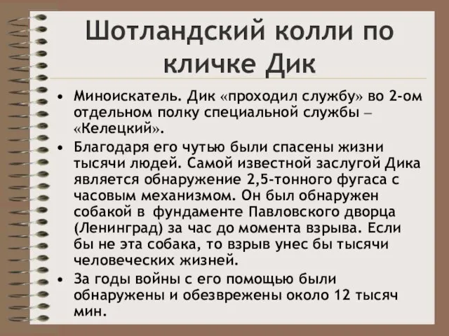 Шотландский колли по кличке Дик Миноискатель. Дик «проходил службу» во 2-ом