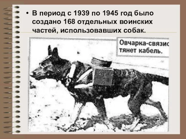 В период с 1939 по 1945 год было создано 168 отдельных воинских частей, использовавших собак.