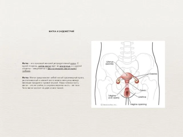 Матка – это основной женский репродуктивный орган. С одной стороны, шейка
