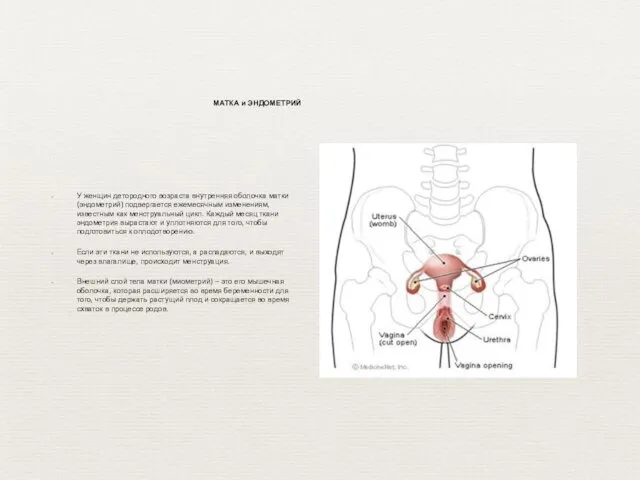 У женщин детородного возраста внутренняя оболочка матки (эндометрий) подвергается ежемесячным изменениям,