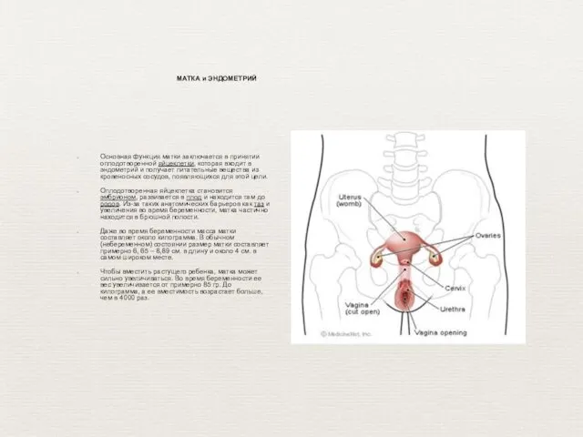 Основная функция матки заключается в принятии оплодотворенной яйцеклетки, которая входит в