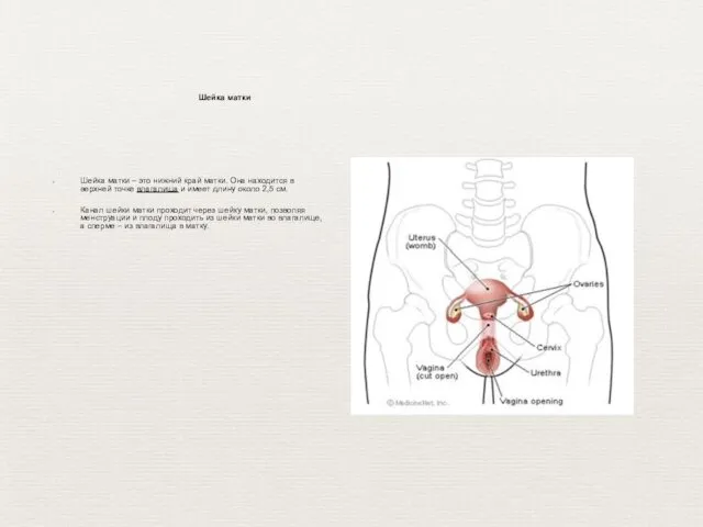 Шейка матки – это нижний край матки. Она находится в верхней