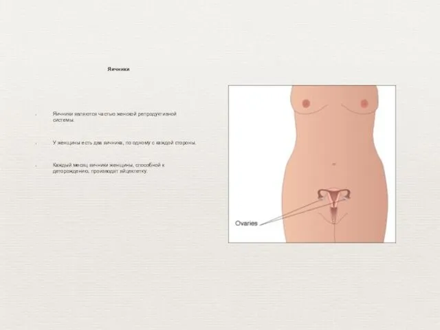 Яичники являются частью женской репродуктивной системы. У женщины есть два яичника,