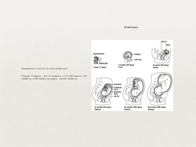 Беременность состоит из трех триместров. Первые 12 недель – это 1й