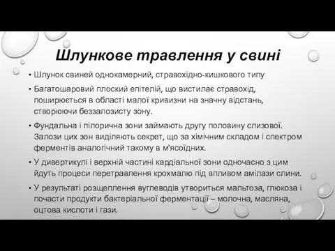 Шлункове травлення у свині Шлунок свиней однокамерний, стравохідно-кишкового типу Багатошаровий плоский