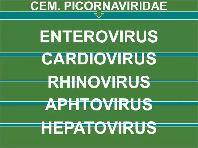 СЕМ. PICORNAVIRIDAE ENTEROVIRUS CARDIOVIRUS RHINOVIRUS APHTOVIRUS HEPATOVIRUS