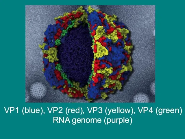 VP1 (blue), VP2 (red), VP3 (yellow), VP4 (green) RNA genome (purple)