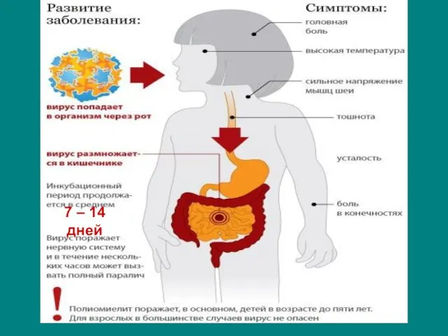 7 – 14 дней