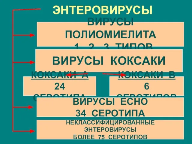 ЭНТЕРОВИРУСЫ ВИРУСЫ ПОЛИОМИЕЛИТА 1, 2, 3 ТИПОВ ВИРУСЫ КОКСАКИ КОКСАКИ В