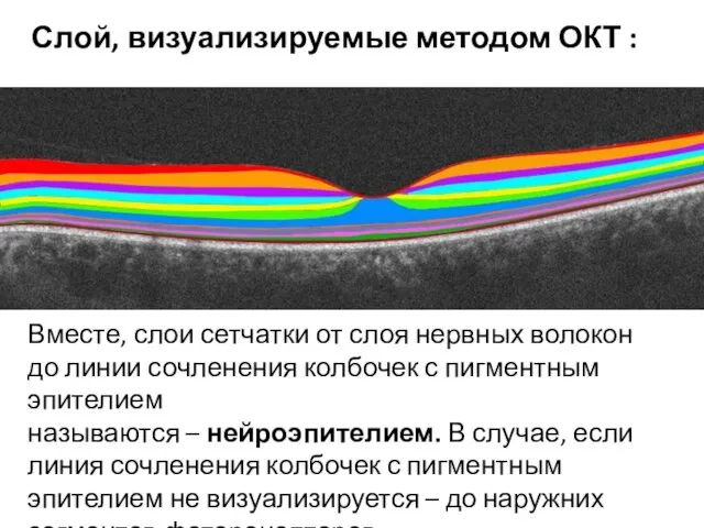 Вместе, слои сетчатки от слоя нервных волокон до линии сочленения колбочек