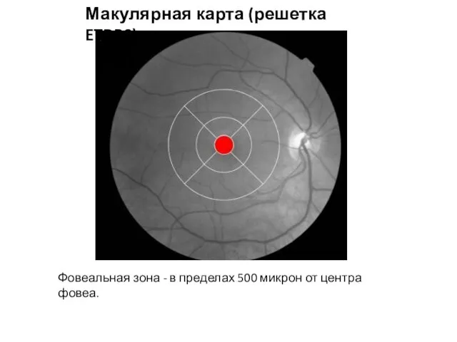 Макулярная карта (решетка ETDRS) Фовеальная зона - в пределах 500 микрон от центра фовеа.