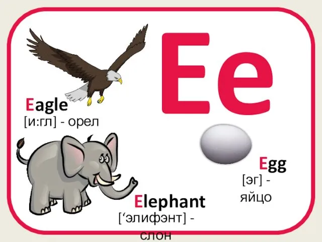 Ee Elephant [‘элифэнт] - слон [и:гл] - орел Eagle Egg [эг] - яйцо