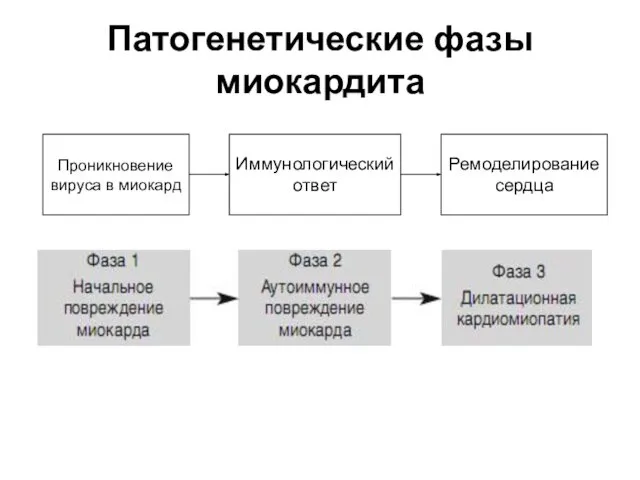 Патогенетические фазы миокардита Проникновение вируса в миокард Иммунологический ответ Ремоделирование сердца