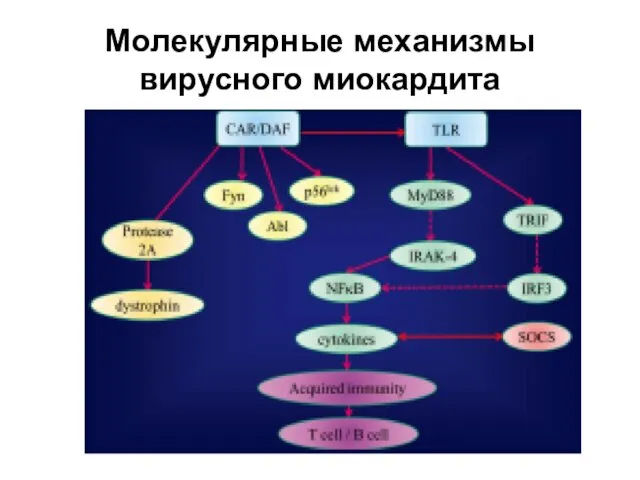 Молекулярные механизмы вирусного миокардита