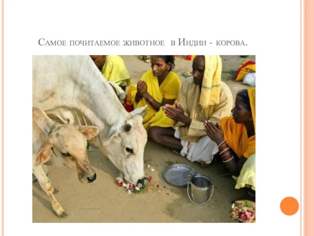 Самое почитаемое животное в Индии - корова.