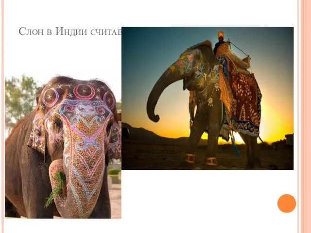 Слон в Индии считается символом процветания