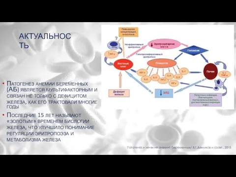 АКТУАЛЬНОСТЬ Патогенез анемии беременных (АБ) является мультифакторным и связан не только