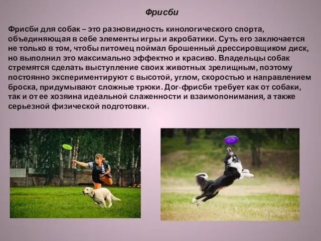 Фрисби Фрисби для собак – это разновидность кинологического спорта, объединяющая в