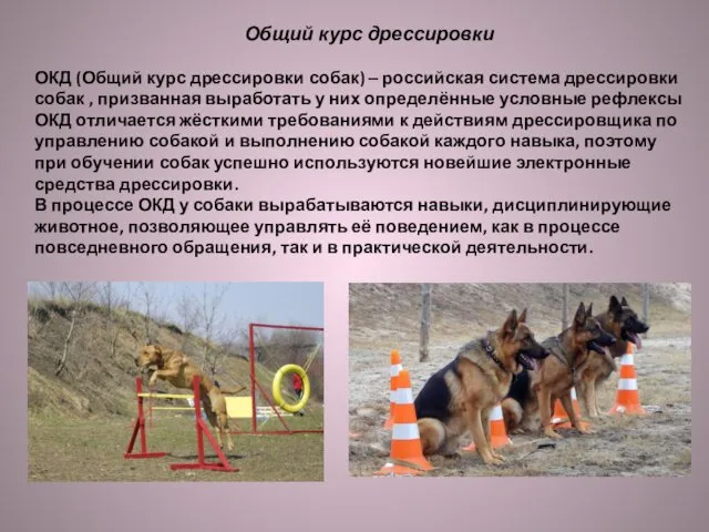 Общий курс дрессировки ОКД (Общий курс дрессировки собак) ‒ российская система