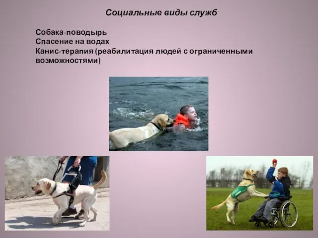 Социальные виды служб Собака-поводырь Спасение на водах Канис-терапия (реабилитация людей с ограниченными возможностями)